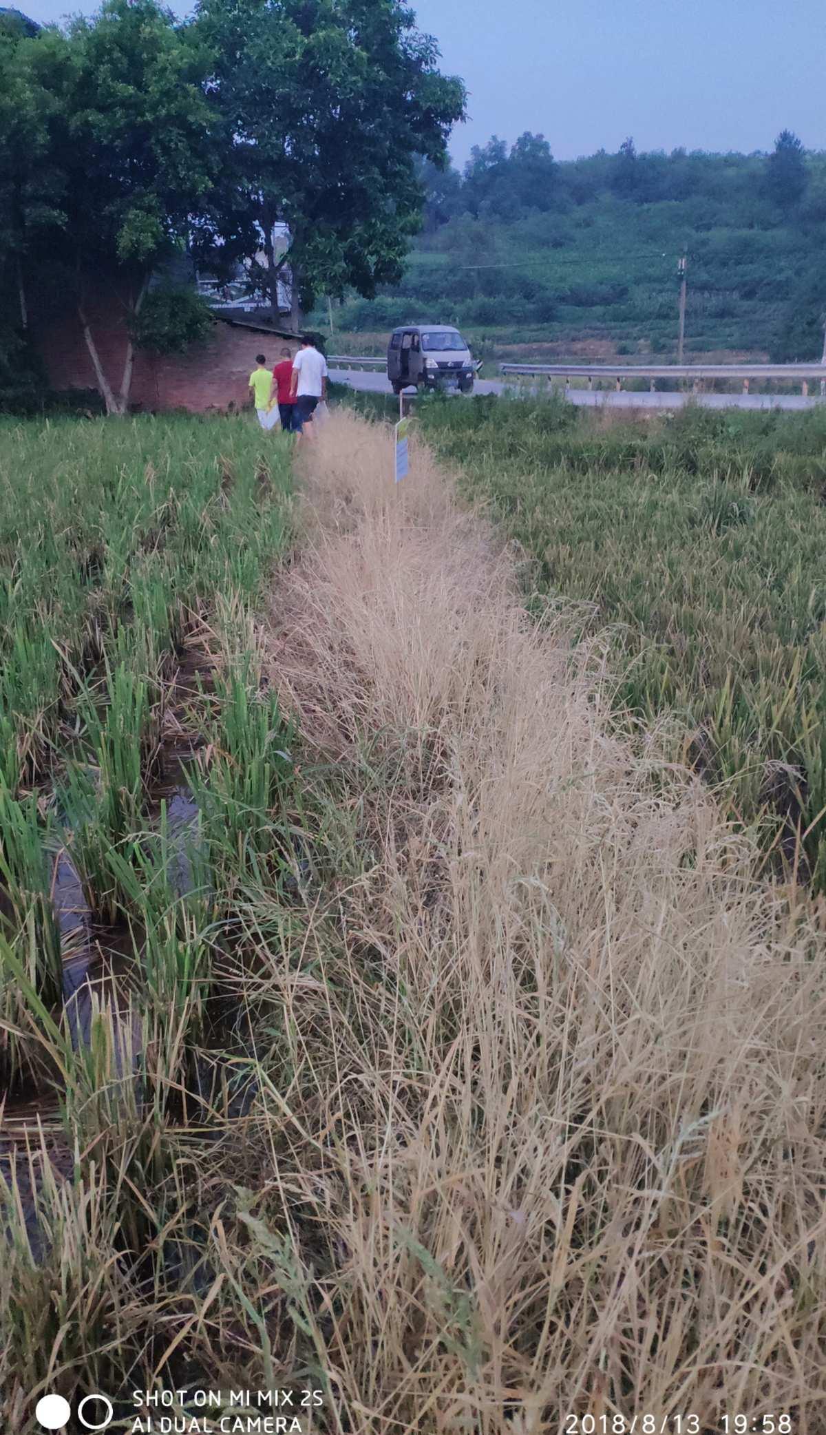 除草剂的秘密：揭开植物大战僵尸中的奥秘