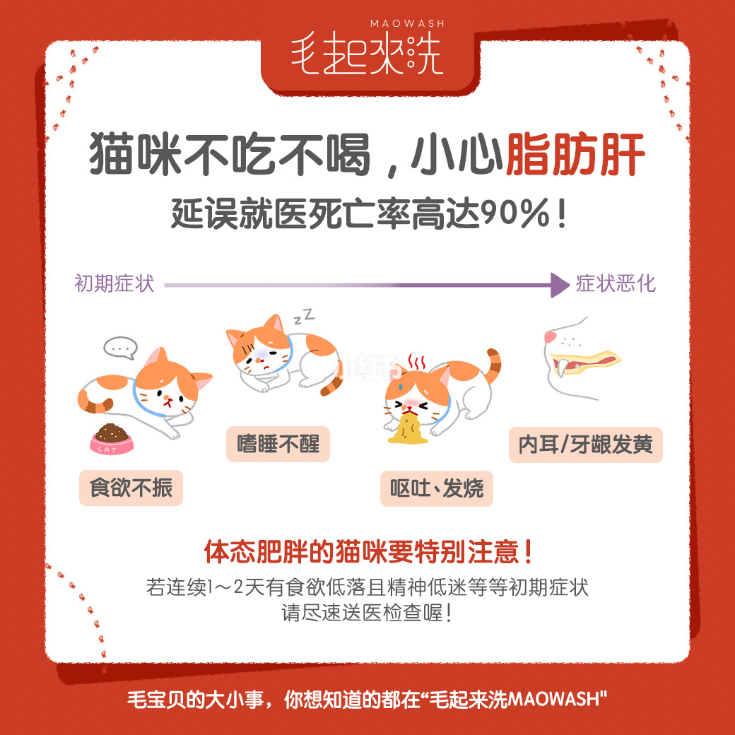 一个月大小猫吃什么_小猫吃大猫_小猫吃大猫的猫粮有什么后果