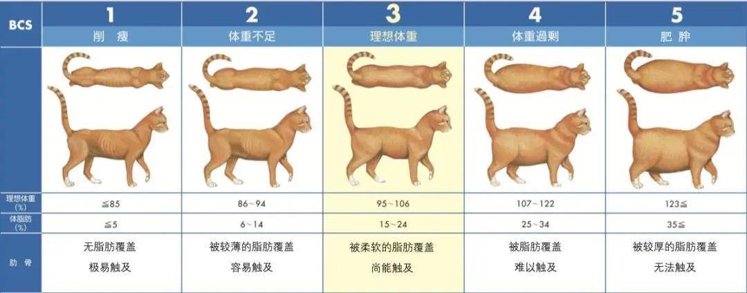 一个月大小猫吃什么_小猫吃大猫的猫粮有什么后果_小猫吃大猫