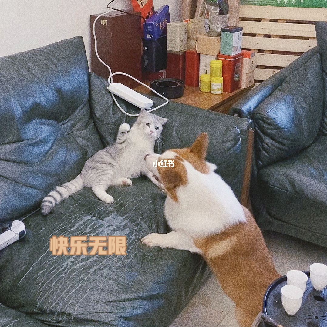 猫狗大战游戏在线玩_猫狗大战网页游戏_猫狗大战电脑游戏