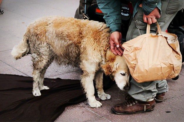 领养的流浪狗亲主人吗_流浪猫领养_领养流浪猫注意事项