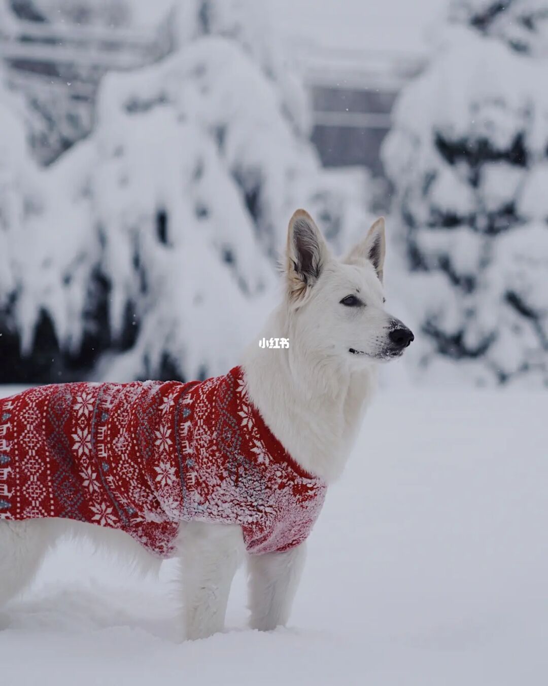 雪球狗狗_雪球狗_雪球狗是什么品种