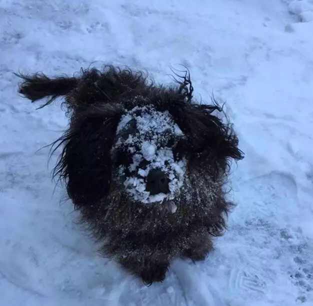 雪球狗_雪球狗是什么品种_雪球狗狗