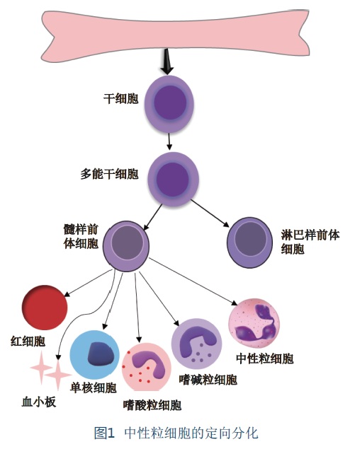 吞噬细胞吞噬指数正常范围_吞噬细胞吞噬率正常值_吞噬细胞吞噬正常血细胞