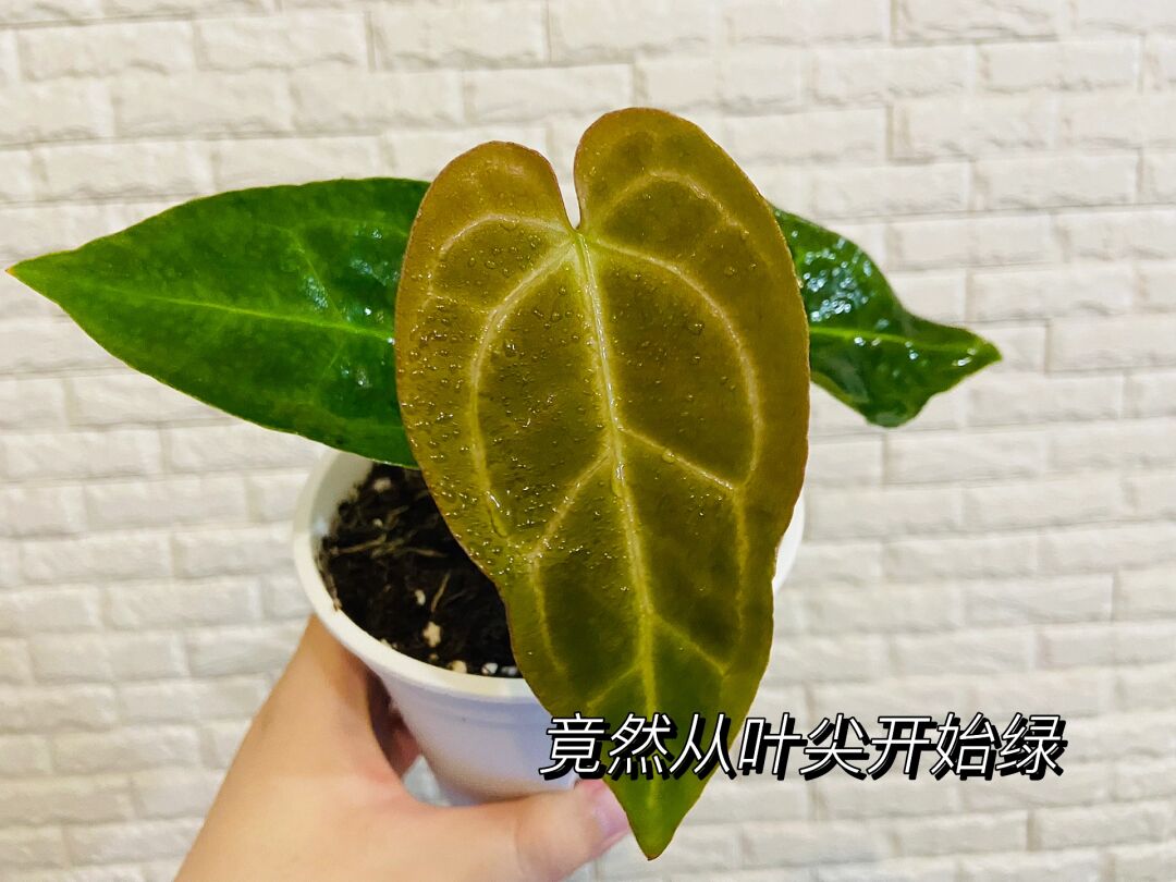 植物保卫战修改叶子_植物保卫战刷无限叶子教程_植物大战僵尸叶子保护伞怎么用