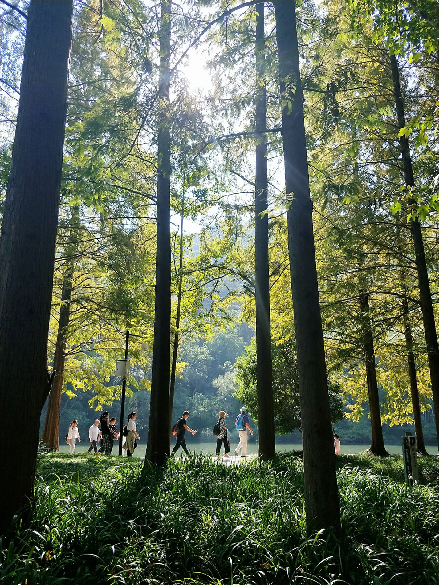 原神清心采集路线_采集路线图_清心采集路线