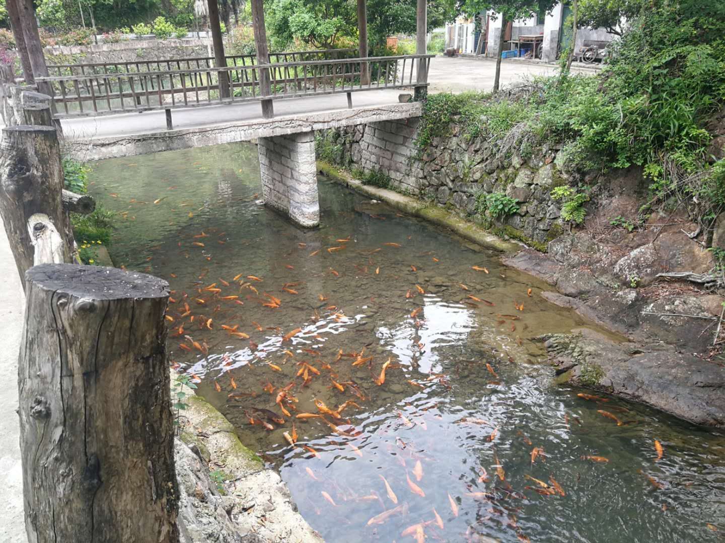 耽美鲤鱼乡_鲤鱼乡太大了_保镖by香小陌鲤鱼乡