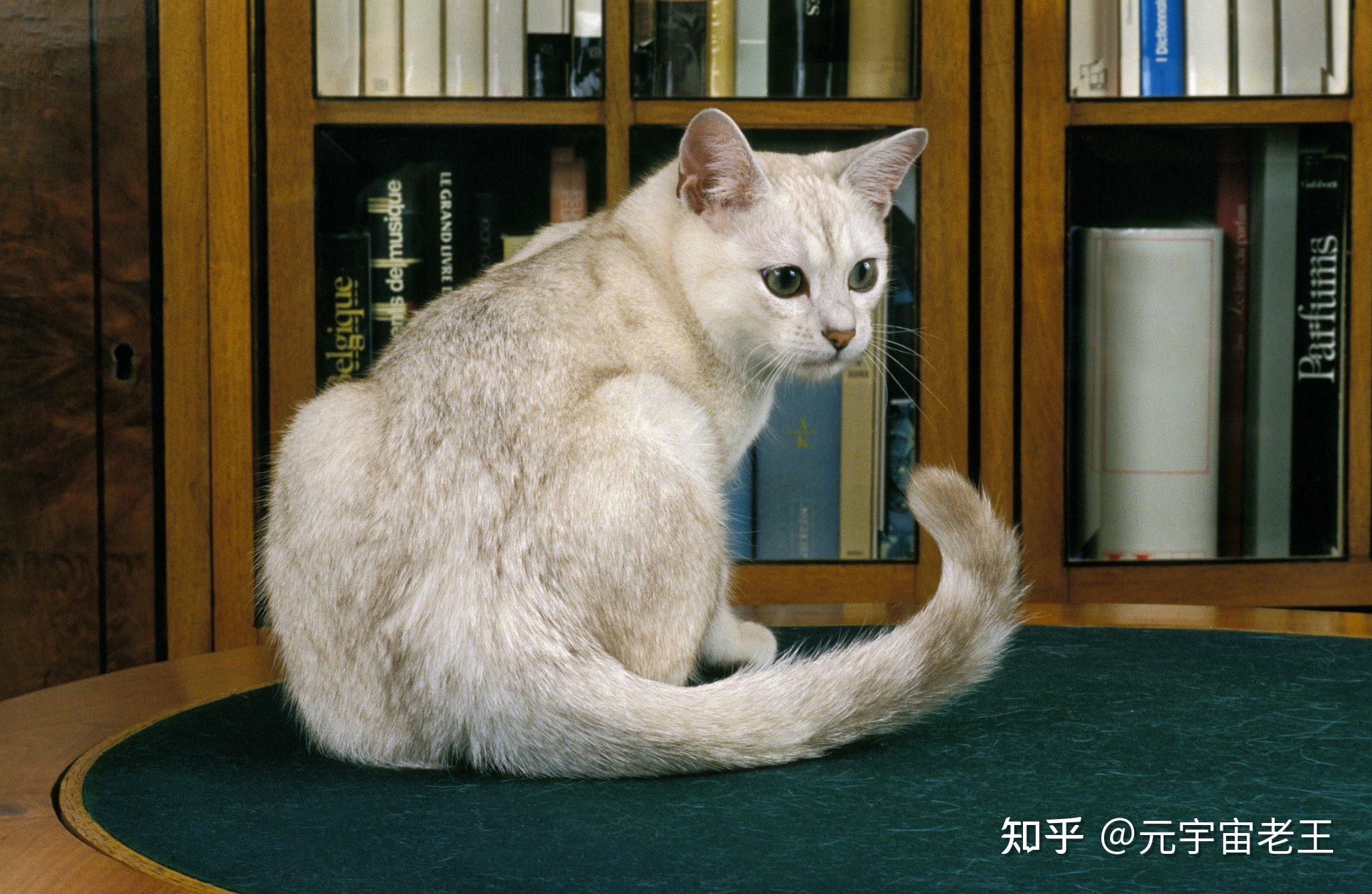 萌宠养成攻略_萌猫养成罐攻略_萌猫猫养成攻略