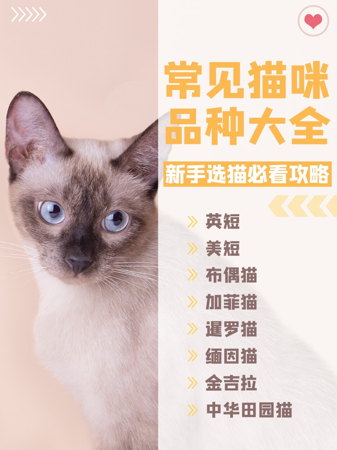 萌猫猫养成攻略_萌猫养成罐攻略_萌宠养成攻略