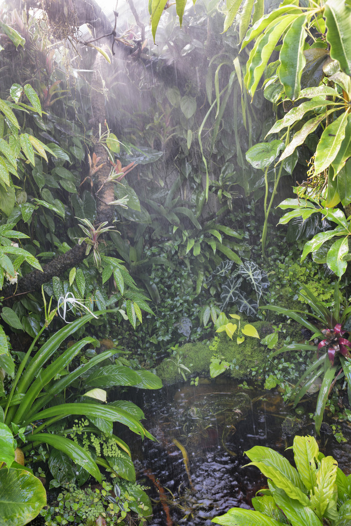 神秘雨世界：探险家的奇幻之旅