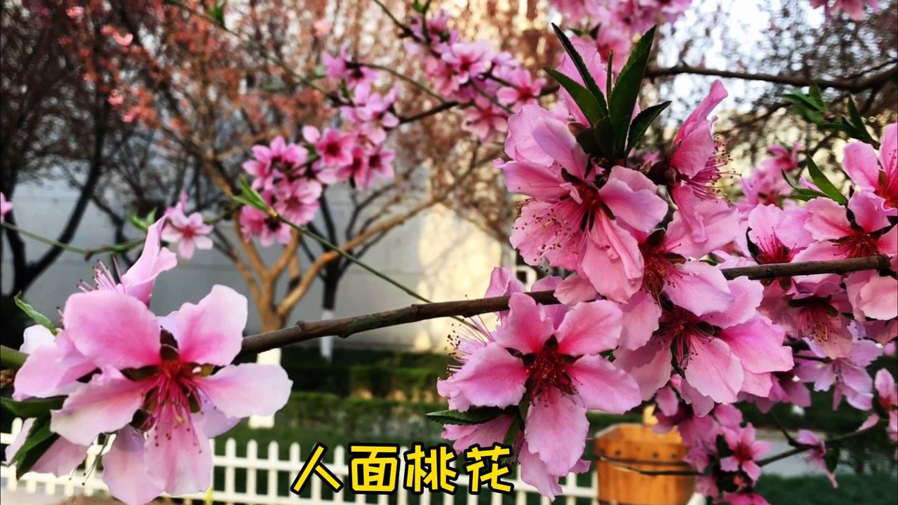 桃花视频直播_视频桃花直播app_视频桃花直播下载