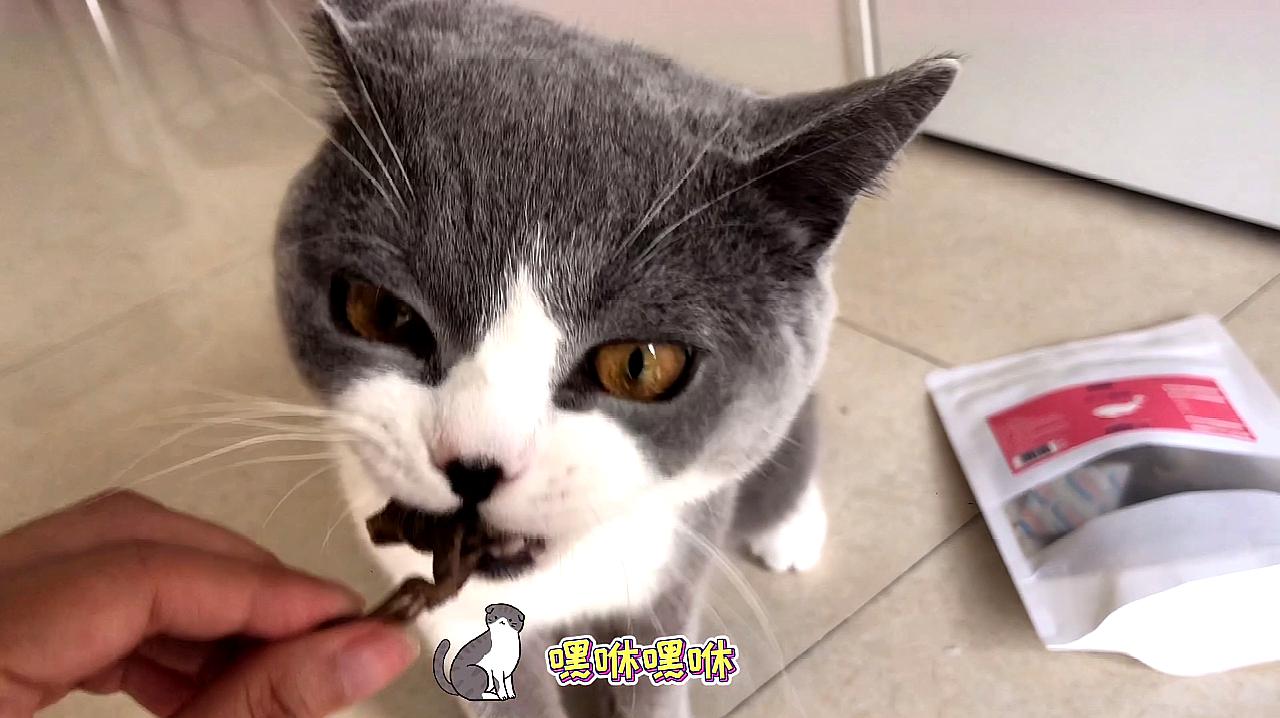 小猫视频大全搞笑可爱_小猫视频大全搞笑_小猫视频