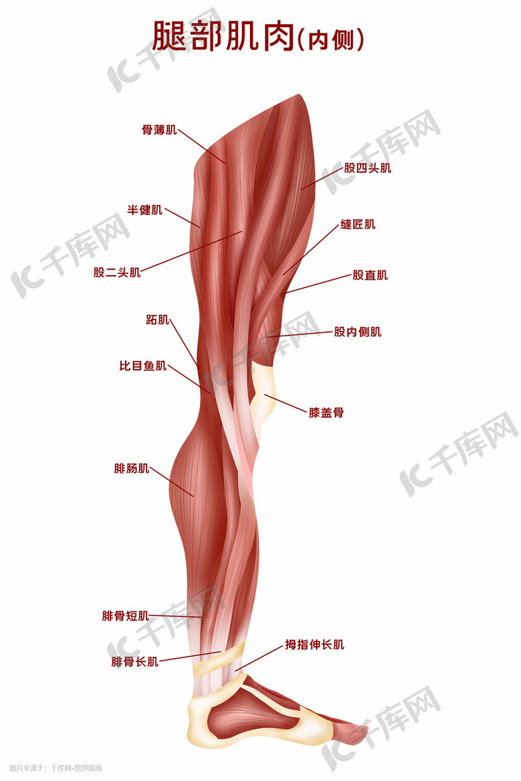 最强腿法回旋踢教学_最强腿法教学_十大最强腿法