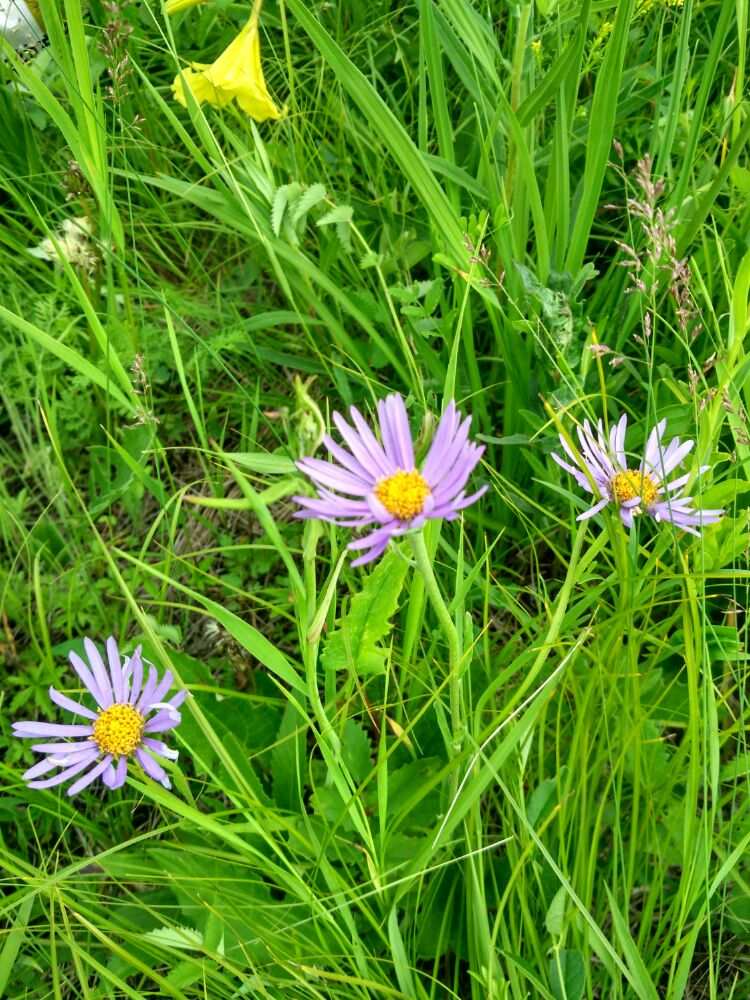 视频野花观看在线完整免费播放_视频野花观看在线完整免费下载_野花免费视频完整在线观看