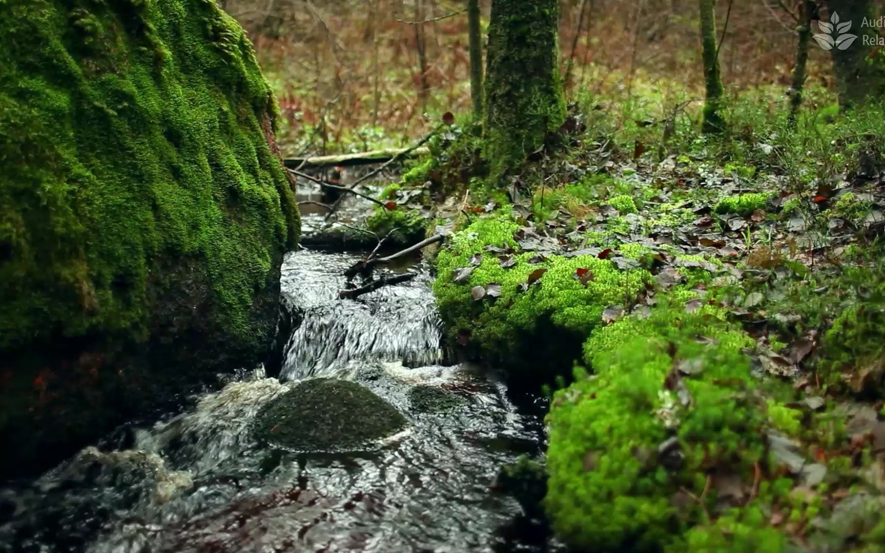 小箱庭小偶下载无限金币_小箱庭是什么意思_箱庭小偶