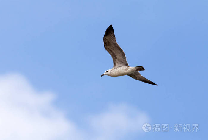 沉鸢结因_沉鸢_沉鸢