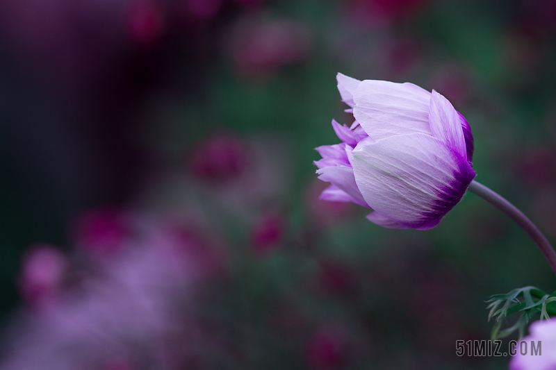 芙萝拉里可魅魔_芙萝拉_芙萝拉在哪里