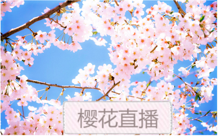 樱花直播下载_樱花_樱花直播最新下载版_樱花直播平台下载安装
