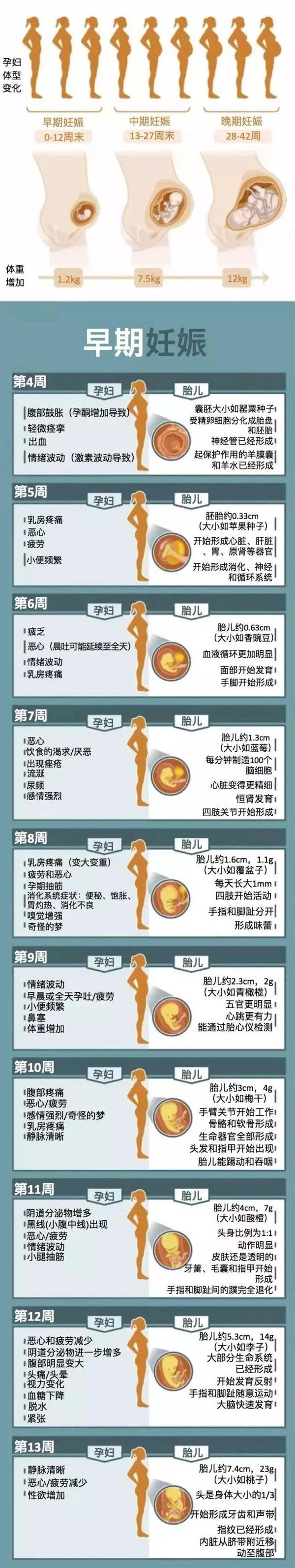 日历怀孕吐了_日历怀孕周期表_怀孕日历