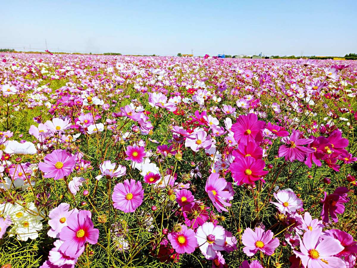 盈花树_盈花宝什么作用_花盈