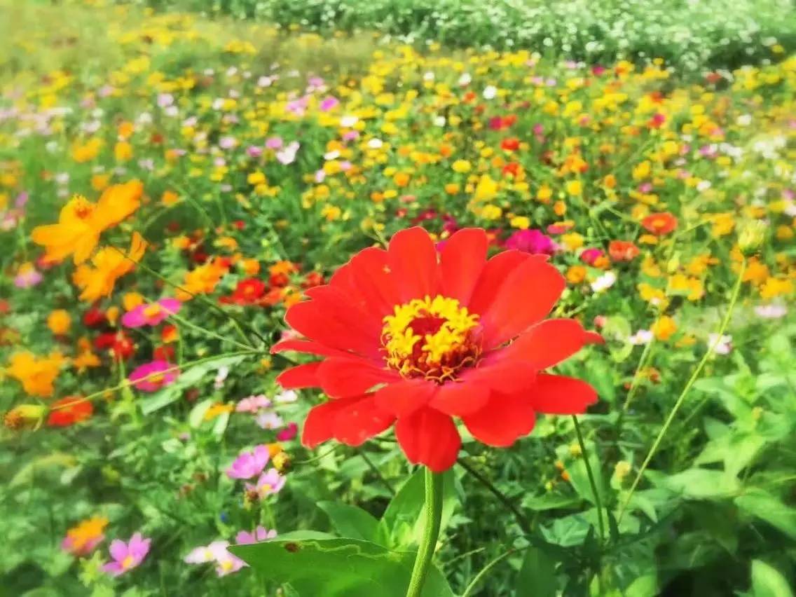 盈花宝什么作用_盈花树_花盈