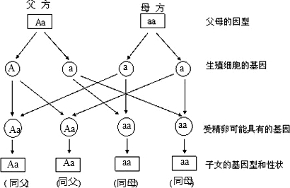 精灵宝可梦美纳斯种族值_美纳斯属性值_美纳斯种族值