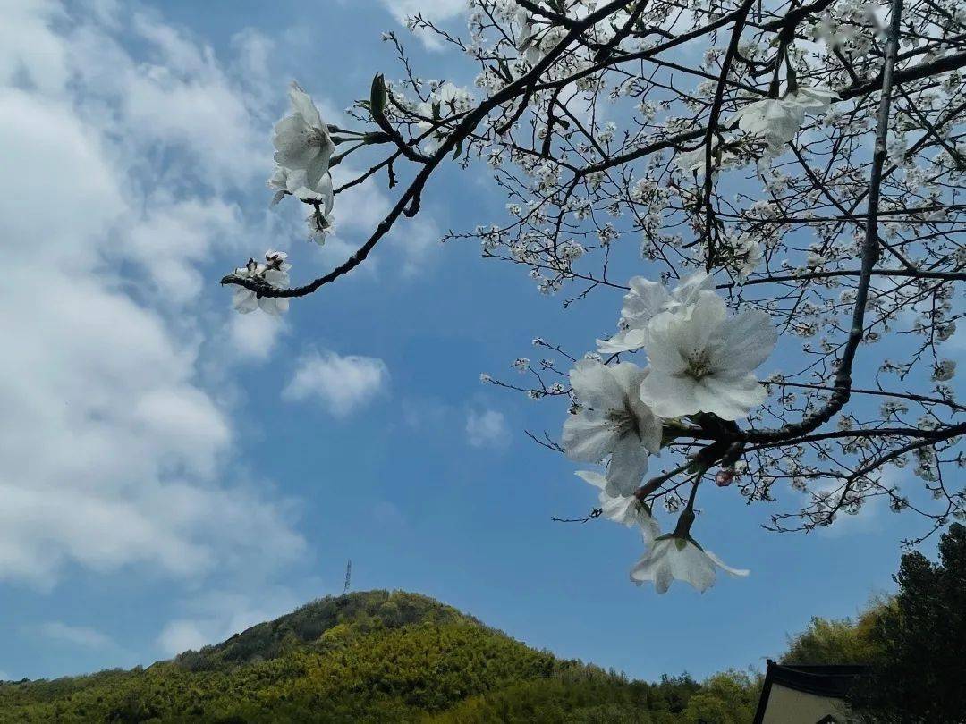 云深不知处上一句_知云官方_知在此山中云深不知处成语