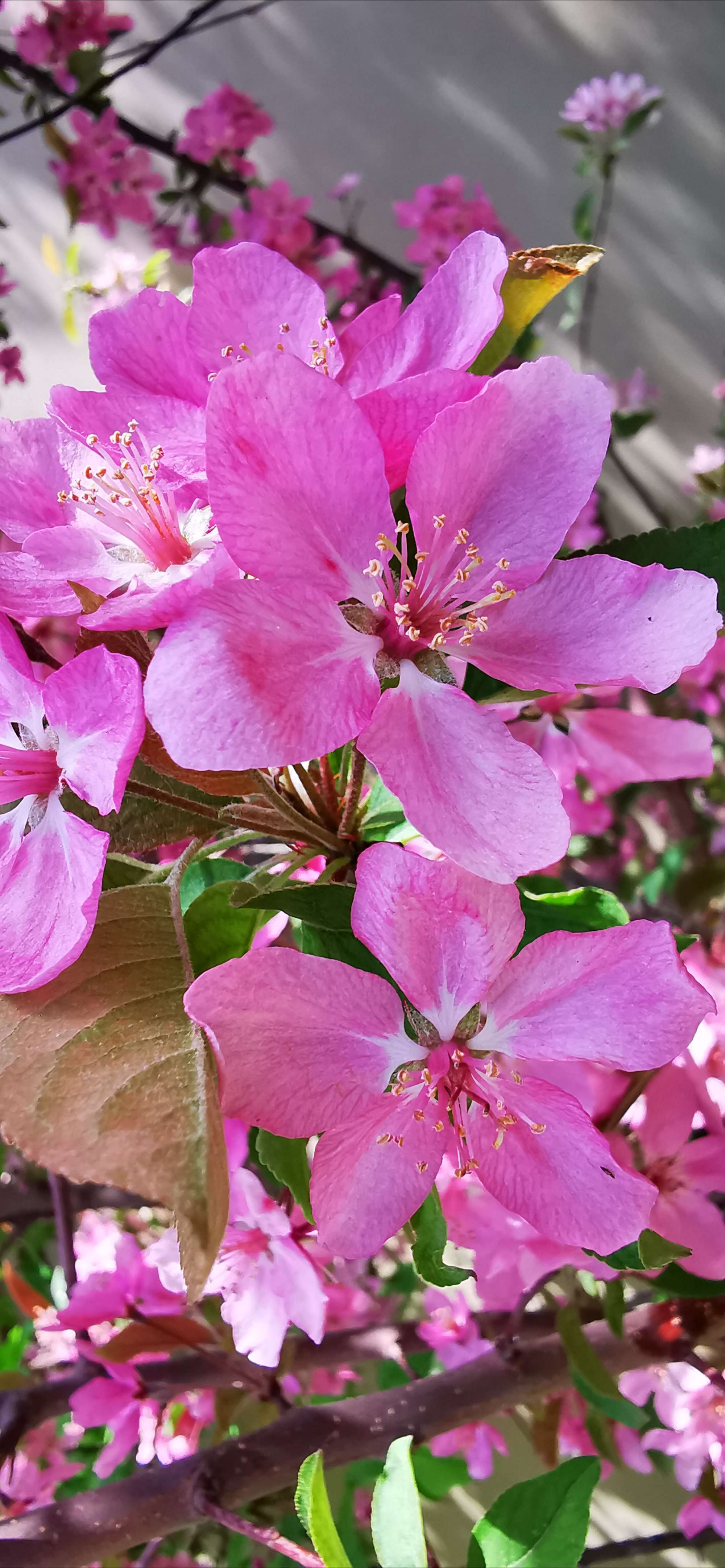 花开的时候你就来看我_花开时候来看看我_花开时来看我