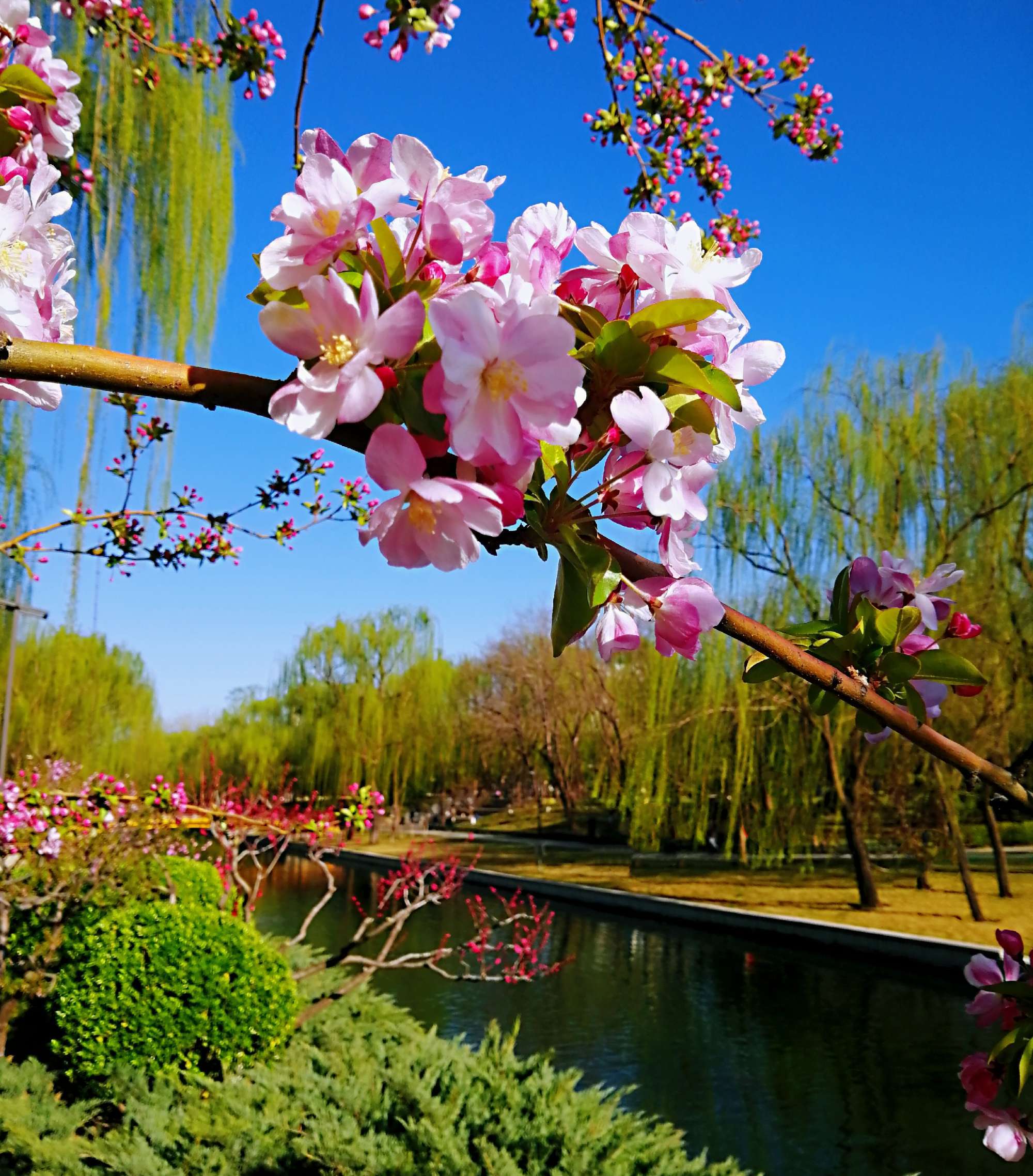 花开的时候你就来看我_花开时候来看看我_花开时来看我