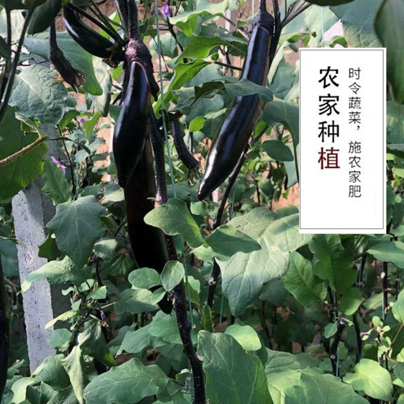 绝世武圣暗黑茄子小说_全能圣师大茄子小说_茄子小说