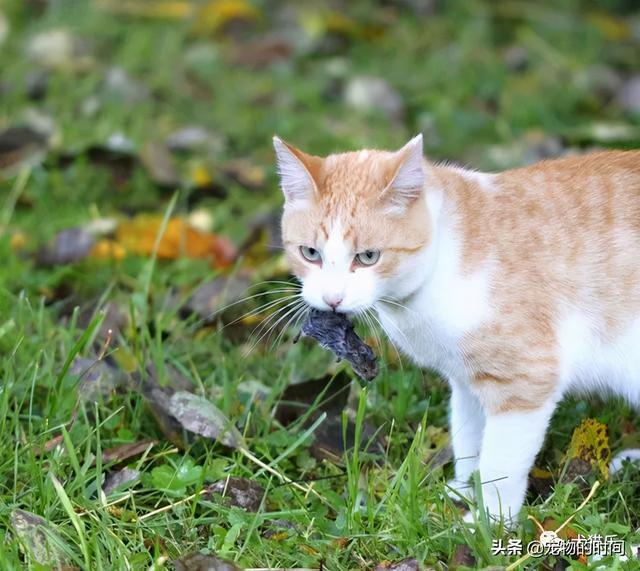 猫鼠游戏官网_猫鼠游戏免费版_猫和鼠游戏怎么下载手机版