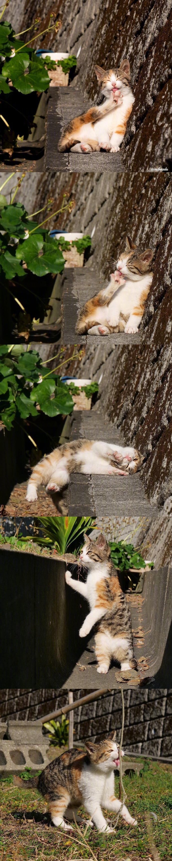 猫咪对手机游戏不感兴趣_猫咪爱玩的手机游戏_猫咪感兴趣的游戏