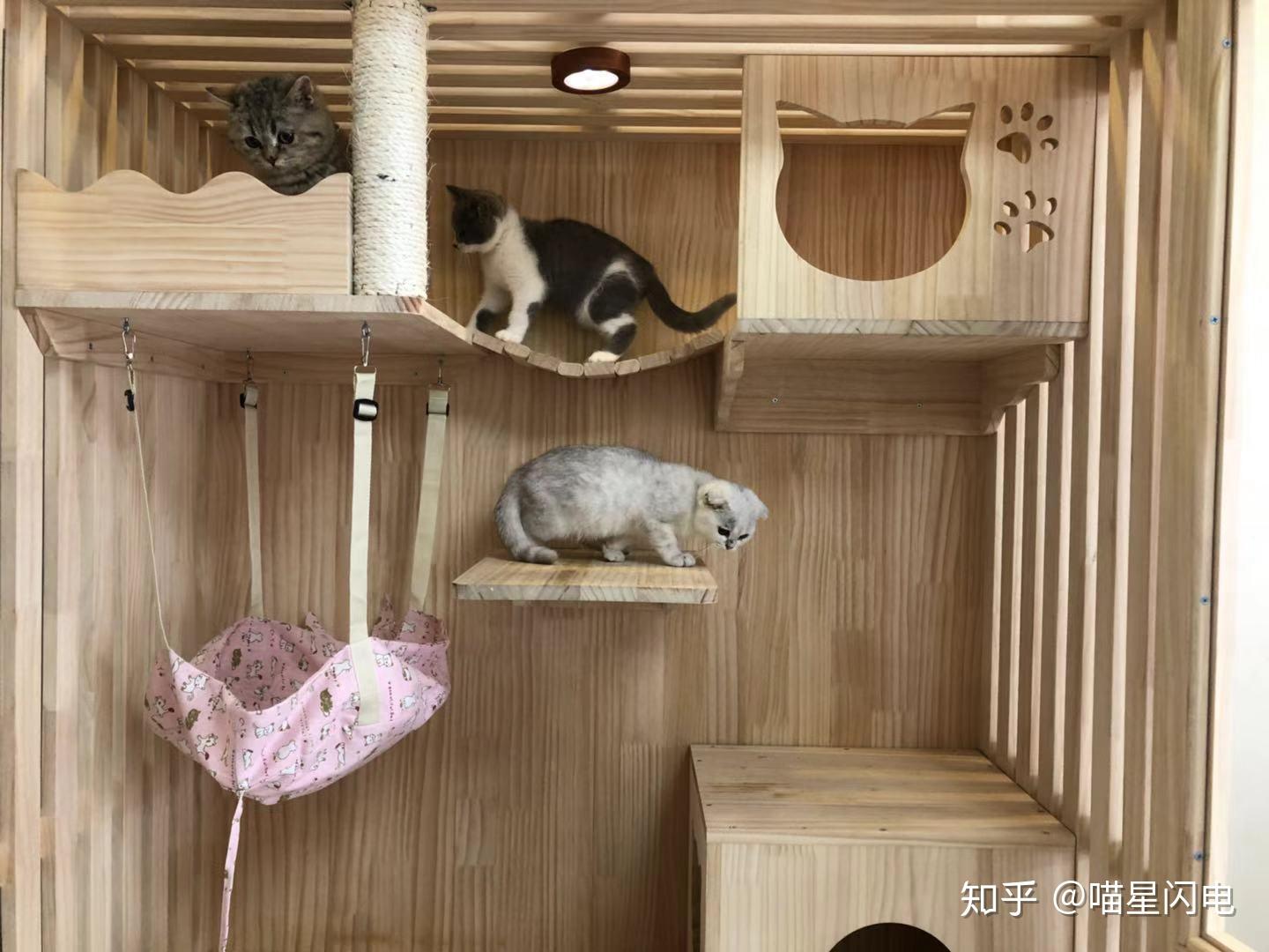 猫咪公寓手游下载_猫咪公寓手机游戏_猫咪公寓玩法