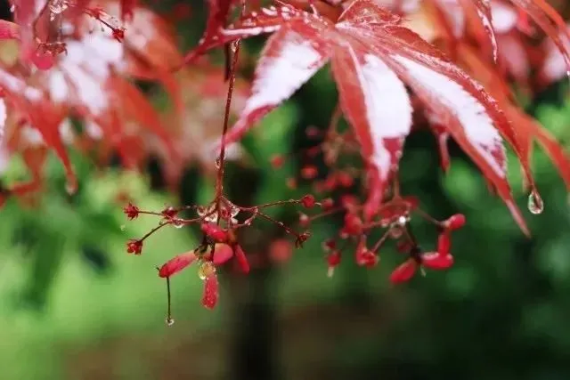 秋雨凉爽的唯美句子_一场秋雨一场凉_秋雨凉意优美句子