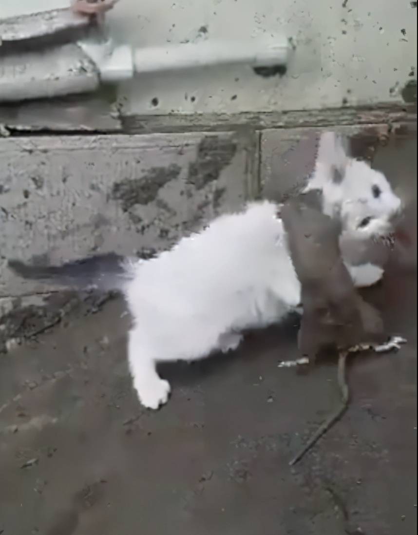 猫和老鼠的游戏手机游戏_老鼠玩猫_老鼠猫的游戏