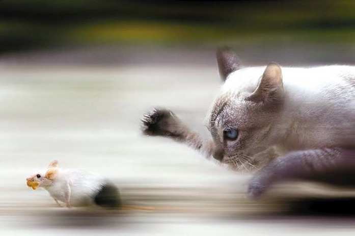 老鼠玩猫_老鼠猫的游戏_猫和老鼠的游戏手机游戏