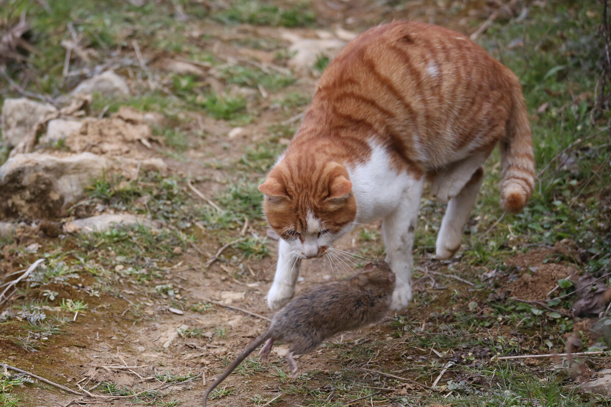 老鼠玩猫_老鼠猫的游戏_猫和老鼠的游戏手机游戏
