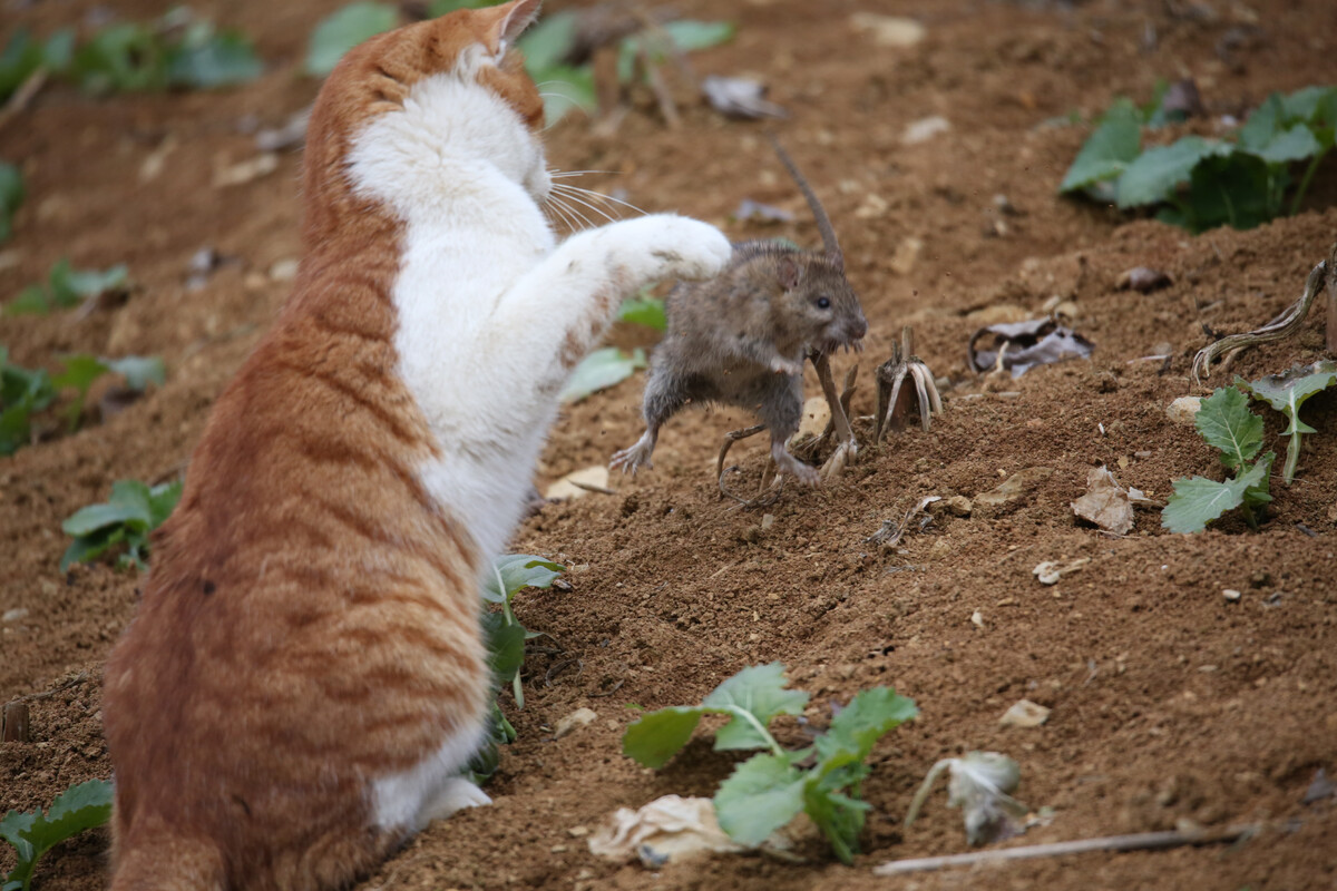 老鼠玩猫_老鼠猫的游戏_猫和老鼠的游戏手机游戏
