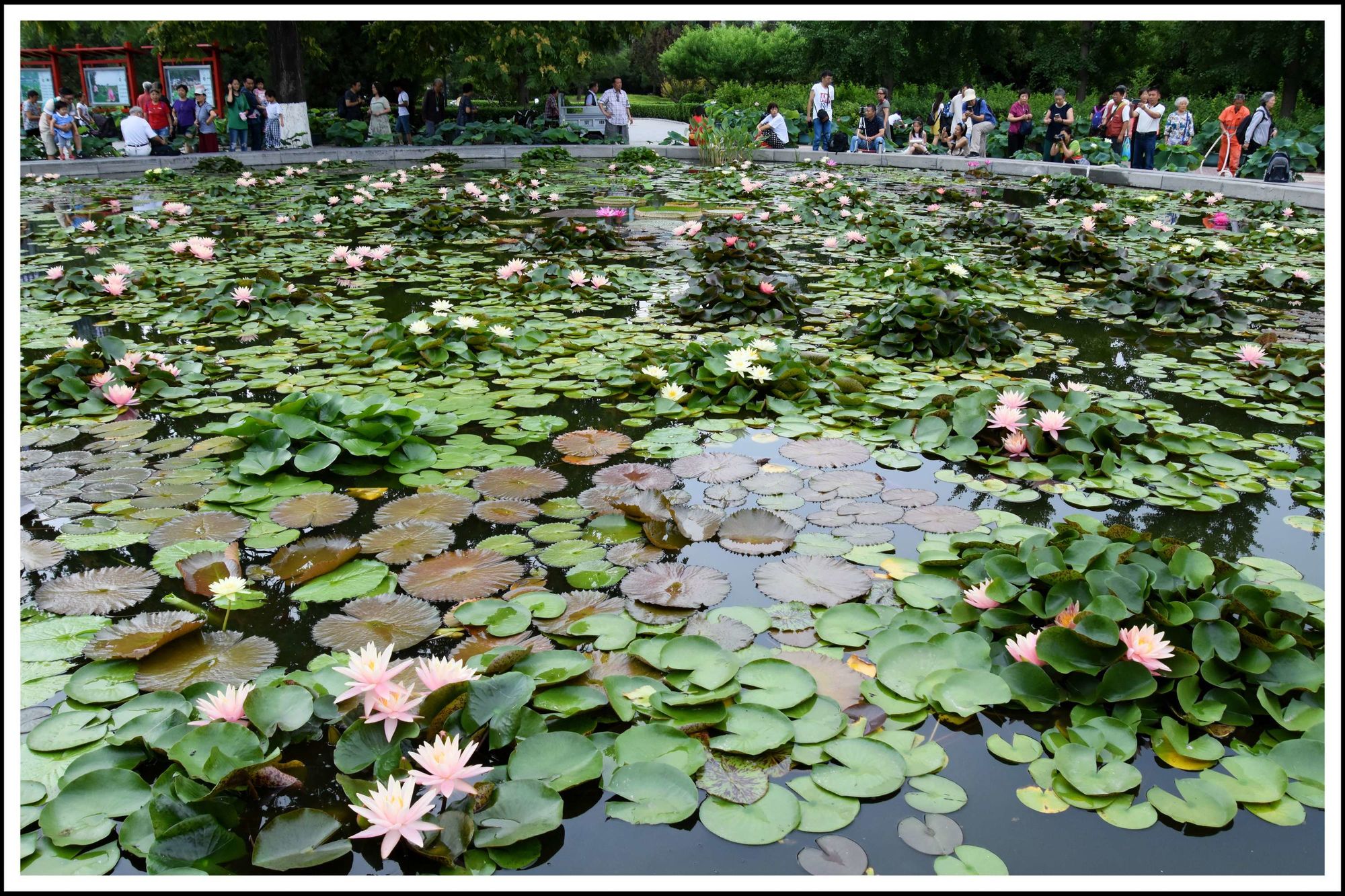 莲花池公园手机版游戏-美景绽放，乐趣无穷！莲花池公园让你体验