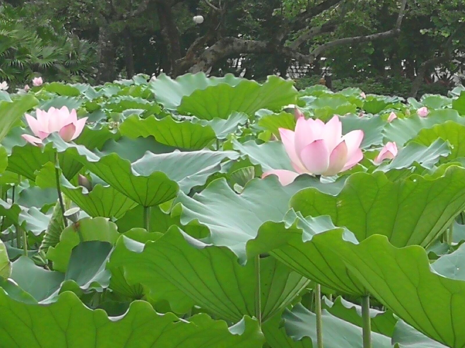 莲花池公园2020_莲花池公园改造完成_莲花池公园手机版游戏