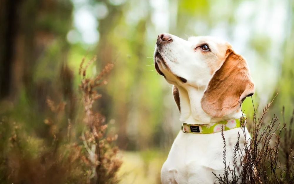 属狗人1994年啥命_1994年属狗是什么命_属狗什么命1994年