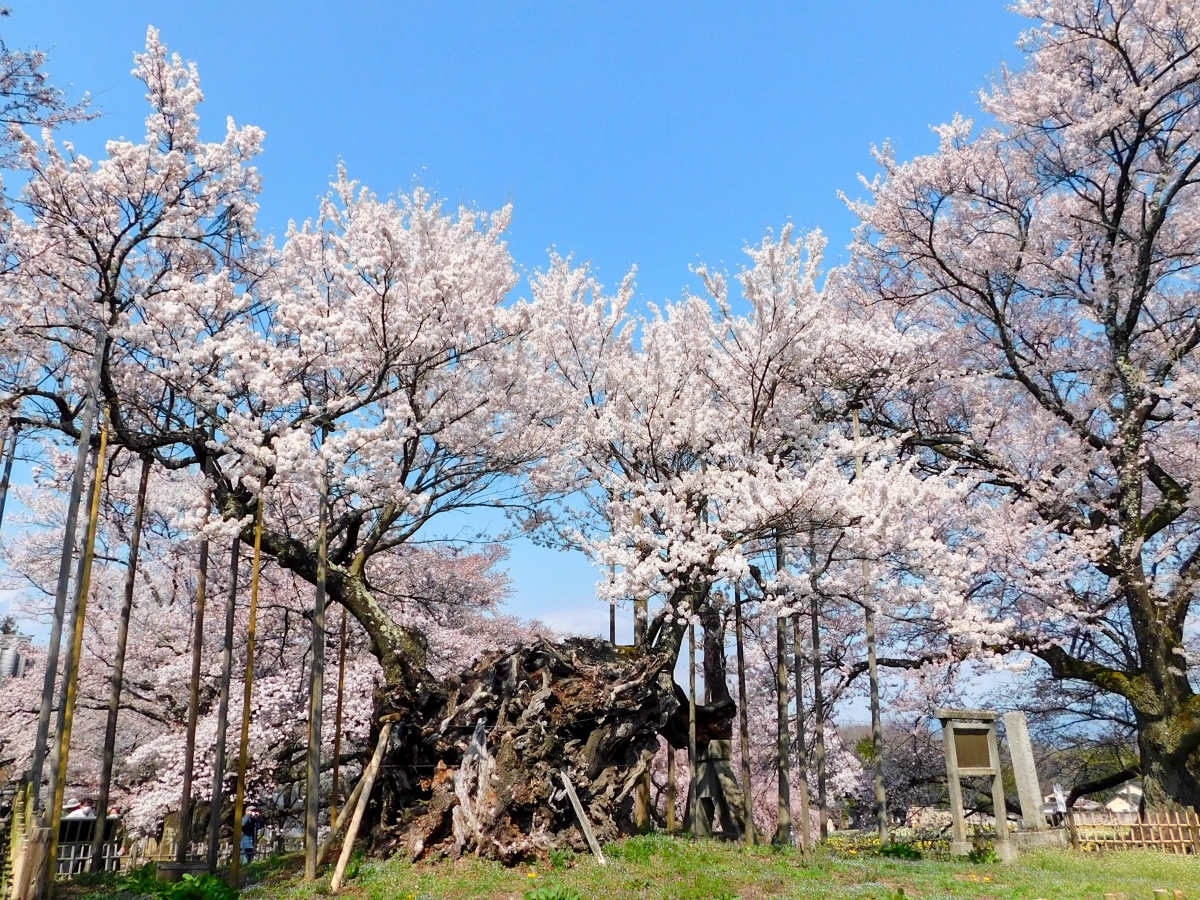 樱公馆在日本哪里_樱公馆官网_樱公馆