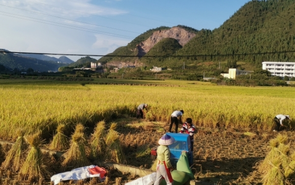 白露节气_白露_白露演员