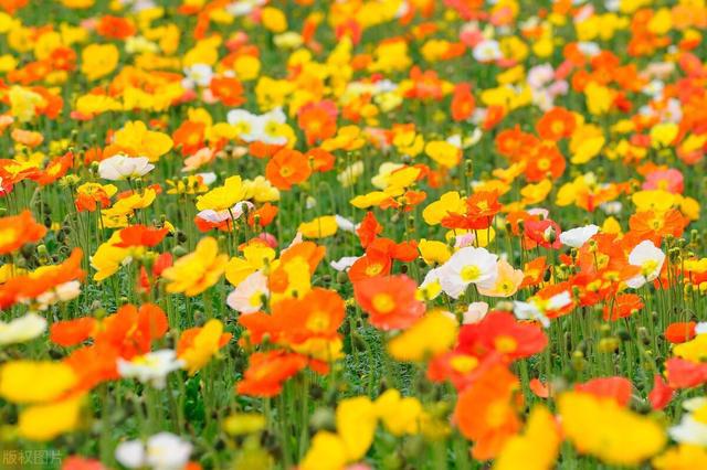 花神月貌_空之花神_十二月花神