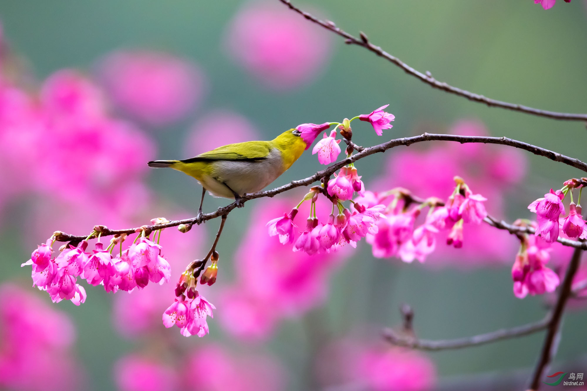 春分日期是固定的吗_春分日期_春分日期是几月几日