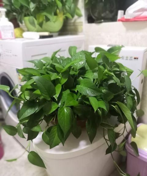 白雨_于沐森林芊雨白安冉_雨的印记