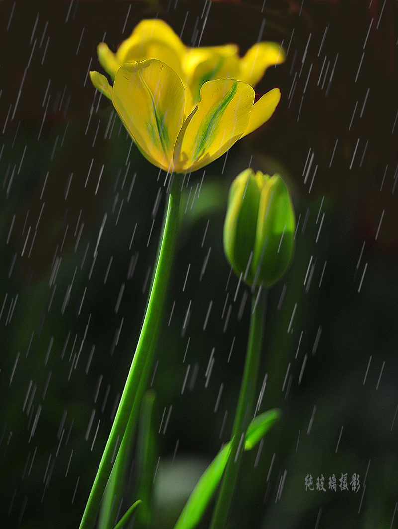 雅雨藏茶_雨乃雅日_雨乃雅日