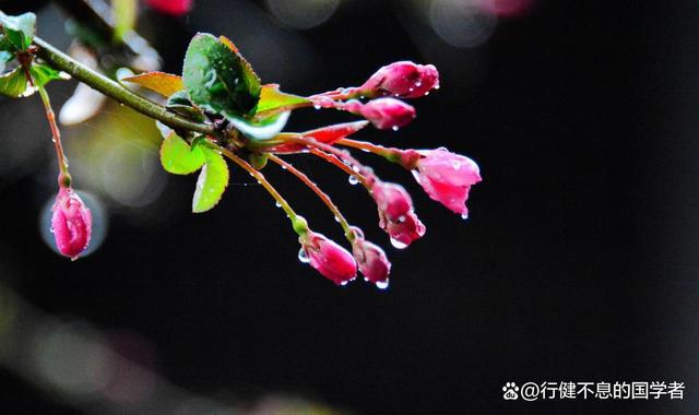 雨乃雅日_雅雨藏茶_雨乃雅日