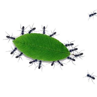 树叶手工蚂蚁怎么做最好看_树叶蚂蚁图片_蚂蚁和树叶的手机游戏视频