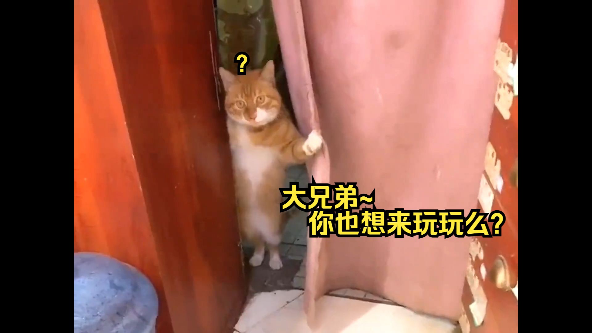 猫游戏app_ios手游猫_猫 苹果手机游戏